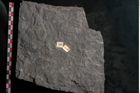 Foto (Detailansicht) von Senftenbergia crenata Lindl. et H. (NHMW-GEO-2024-0188-10945)